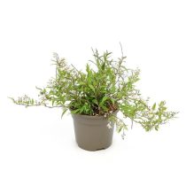   Deutzia gracilis 'Nikko'	- Törpe gyöngyvirág cserje 2L