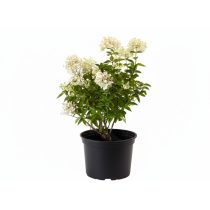Hydrangea paniculata - Hortenzia 1,5L
