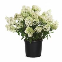 Hydrangea paniculata - Hortenzia 2L