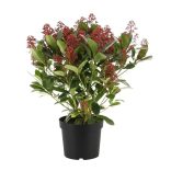 Skimmia japonica - Japán dérbabér 1,5L