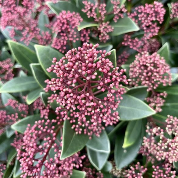 Skimmia japonica - Japán dérbabér 1,5L