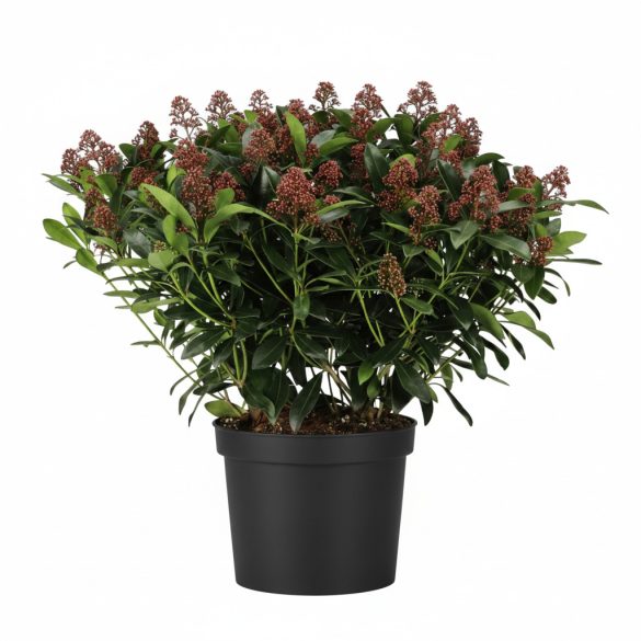 Skimmia japonica	- Japán dérbabér 2L