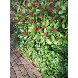 Skimmia japonica	- Japán dérbabér 2L