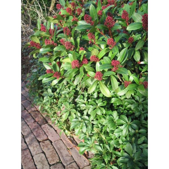 Skimmia japonica	- Japán dérbabér 2L