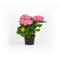 Hydrangea macrophylla - Kerti hortenzia 1,5L