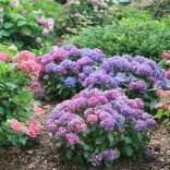 Hydrangea macrophylla - Kerti hortenzia 1,5L