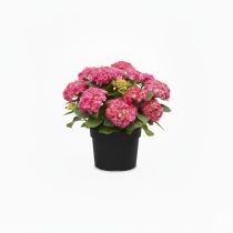 Hydrangea macrophylla - Kerti hortenzia 2L