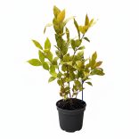 Calycanthus floridus	- Illatos fűszercserje 1,5L