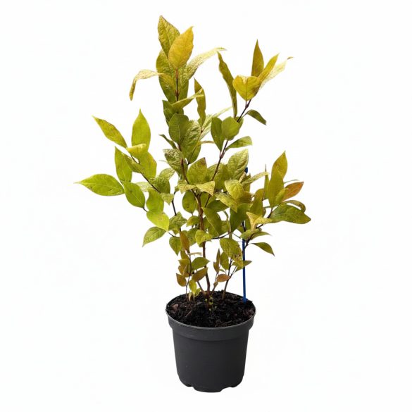 Calycanthus floridus	- Illatos fűszercserje 1,5L