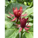 Calycanthus floridus	- Illatos fűszercserje 1,5L