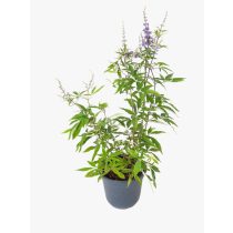 Vitex agnus-castus	- Barátcserje 1,5L