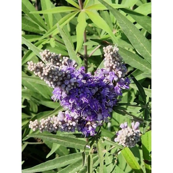 Vitex agnus-castus	- Barátcserje 1,5L