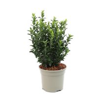 Buxus sempervirens - Örökzöld puszpáng 2L