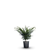 Taxus baccata - Tiszafa 20/40