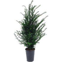 Taxus baccata - Tiszafa 60/80
