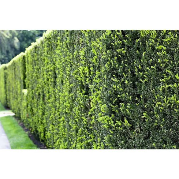 Taxus baccata - Tiszafa 60/80