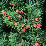 Taxus baccata - Tiszafa 60/80