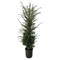 Taxus baccata - Tiszafa 100/125