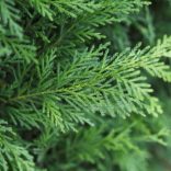 Cupressocyparis leylandii - Leylandi ciprus 100/125