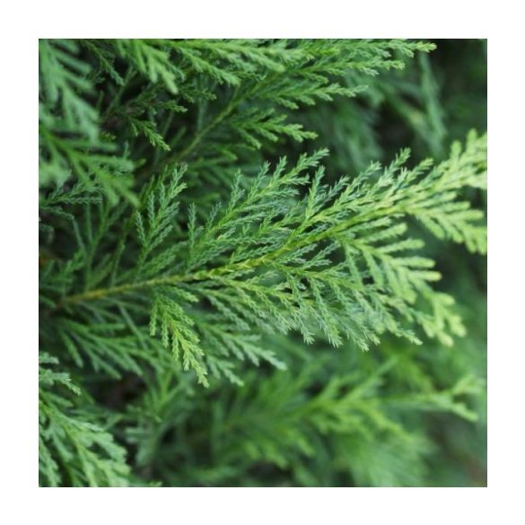 Cupressocyparis leylandii - Leylandi ciprus 100/125