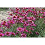 Echinacea purpurea 'Rubinstern' – Bíbor kasvirág cs9