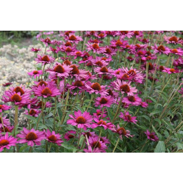 Echinacea purpurea 'Rubinstern' – Bíbor kasvirág cs9