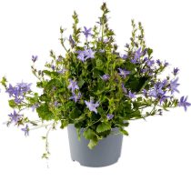 Campanula poscharskyana - Balkáni harangvirág cs9