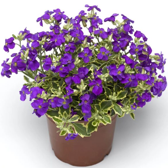Aubrieta 'Silberrand' – Pázsitviola cs9