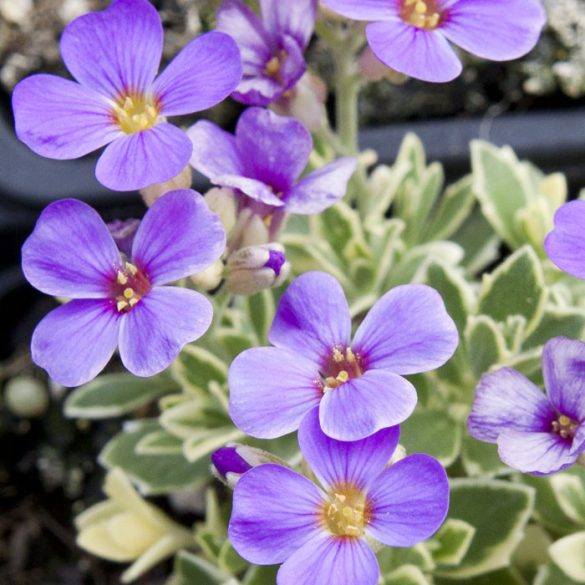 Aubrieta 'Silberrand' – Pázsitviola cs9