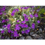 Aubrieta 'Silberrand' – Pázsitviola cs9