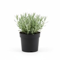 Lavandula angustifolia - Közönséges levendula cs9