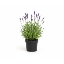 Lavandula angustifolia - Közönséges levendula K14