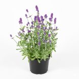 Lavandula angustifolia - Közönséges levendula 1,5L
