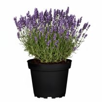 Lavandula angustifolia - Közönséges levendula 2L