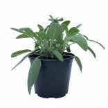 Salvia officinalis - Orvosi zsálya cs9