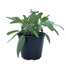 Salvia officinalis - Orvosi zsálya cs9