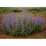 Salvia officinalis - Orvosi zsálya cs9