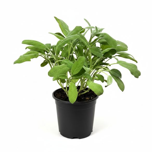 Salvia officinalis - Orvosi zsálya 1L