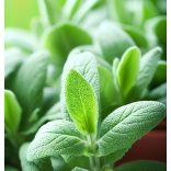 Salvia officinalis - Orvosi zsálya 1L