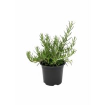 Rosmarinus officinalis - Rozmaring cs9