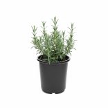 Rosmarinus officinalis - Rozmaring 1L