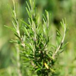 Rosmarinus officinalis - Rozmaring 1L