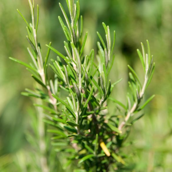Rosmarinus officinalis - Rozmaring 1L