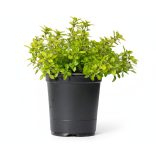 Thymus citriodorus (X) 'Archer's Gold' - Citromillatú kakukkfű cs9