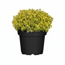   Thymus citriodorus (X) 'Archer's Gold' - Citromillatú kakukkfű 1L