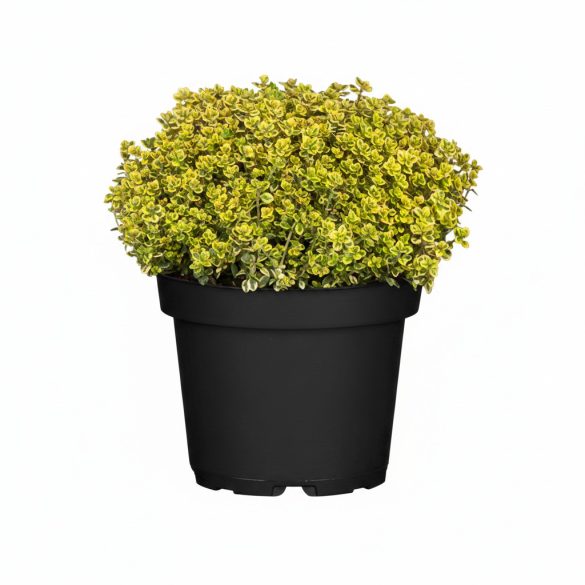 Thymus citriodorus (X) 'Archer's Gold' - Citromillatú kakukkfű 1L