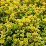 Thymus citriodorus (X) 'Archer's Gold' - Citromillatú kakukkfű 1L