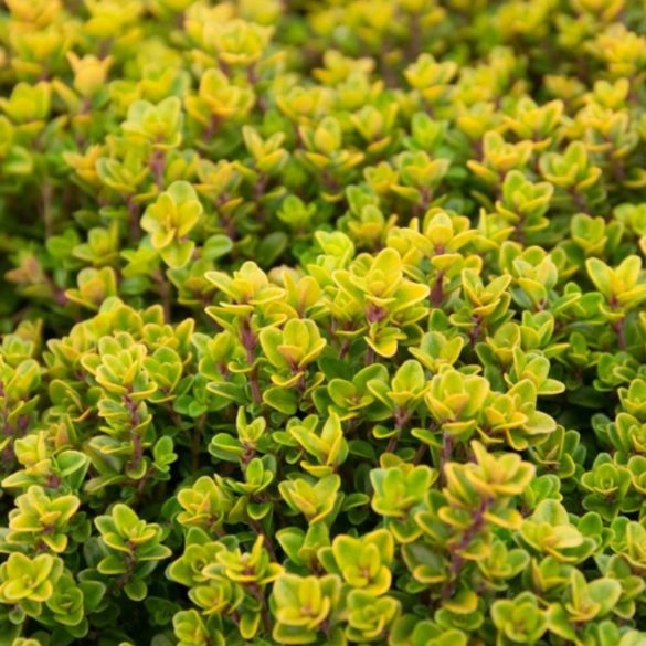 Thymus citriodorus (X) 'Archer's Gold' - Citromillatú kakukkfű 1L