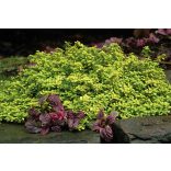 Thymus citriodorus (X) 'Archer's Gold' - Citromillatú kakukkfű 1L