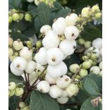 Symphoricarpos 'Magical Galaxy' - Hóbogyó 30/40